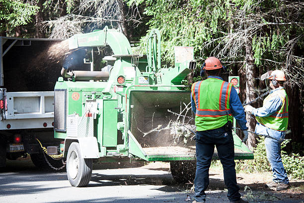 Tree and Shrub Care in Homestead, FL